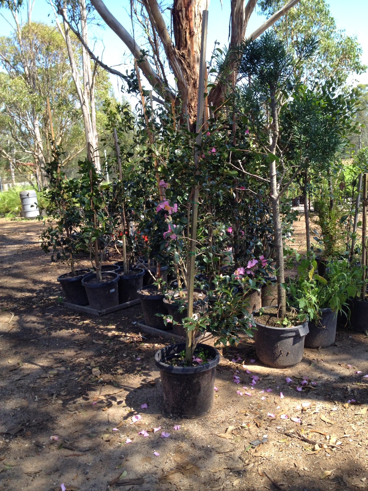 The Reedman Home Landscaping Update and Austral Wholesale Nursery